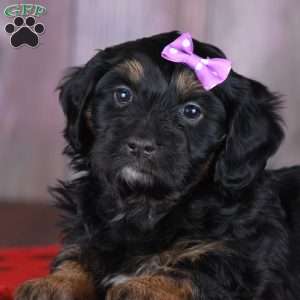 Sprinkle, Mini Golden Mountain Doodle Puppy